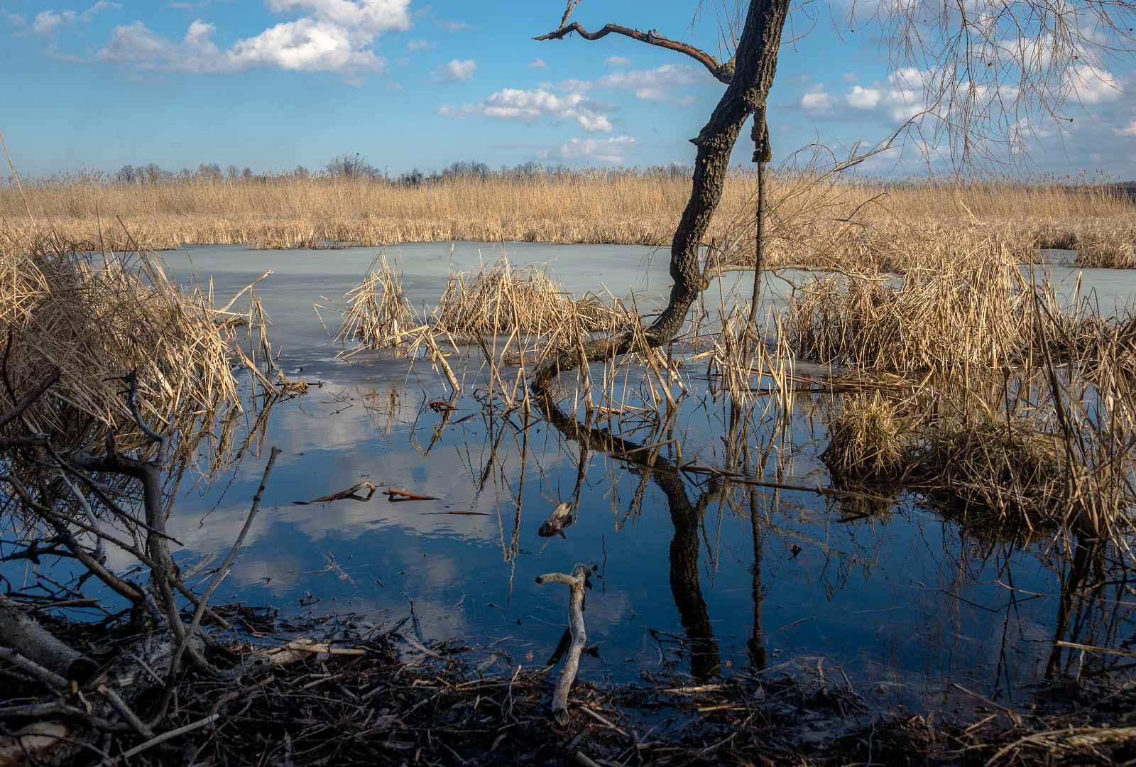 . Донецька область, Лиманський район, узбережжя Оскільського водосховища